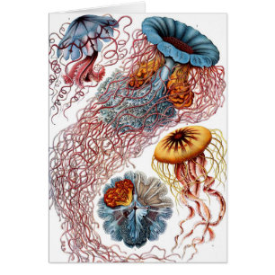 Cartão Medusa Vintage por Ernst Haeckel, Discomedusae