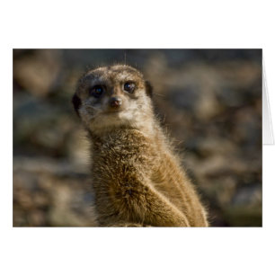 Cartão Meerkat