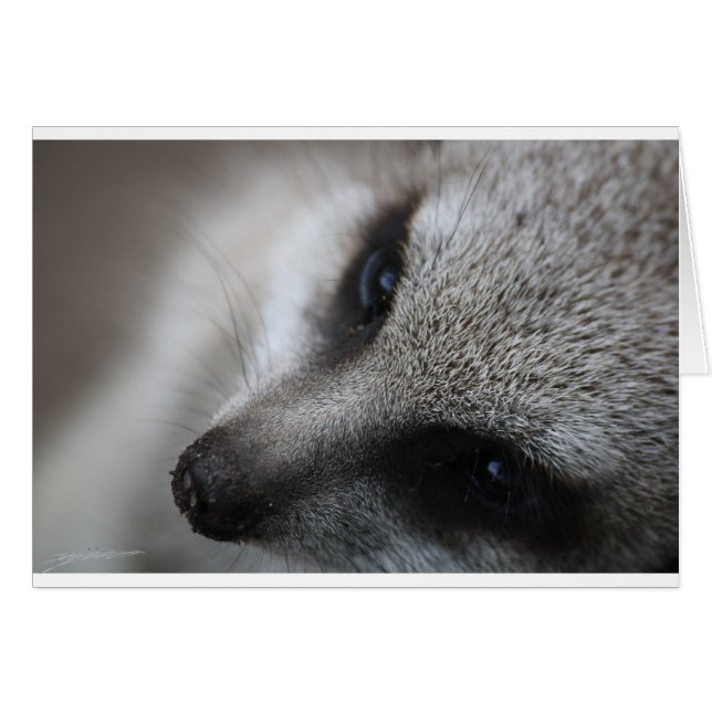 Cartão Meerkat (Frente Horizontal)