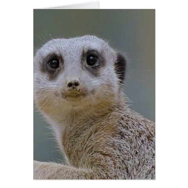 Cartão meerkat (Frente)