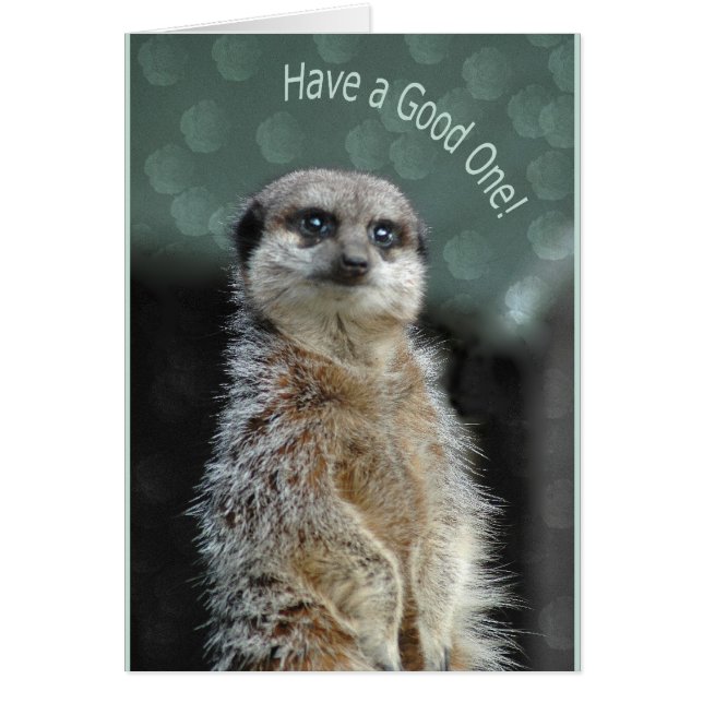 Cartão Meerkat (Frente)