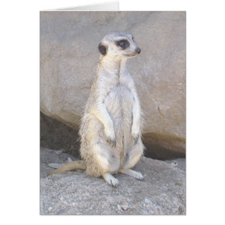 cartão meerkat