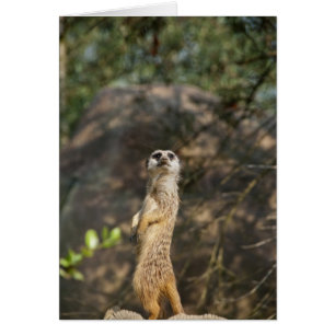 Cartão Meerkat