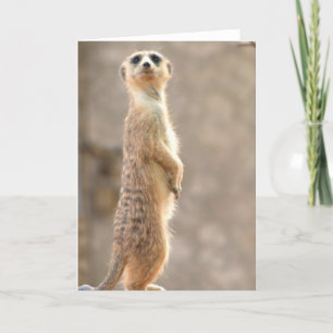 Cartão Meerkat at Attention Greeting Card