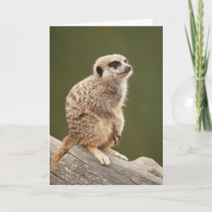 Cartão Meerkat Greeting Card