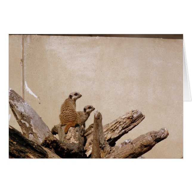 Cartão Meerkat Lookout (Frente Horizontal)