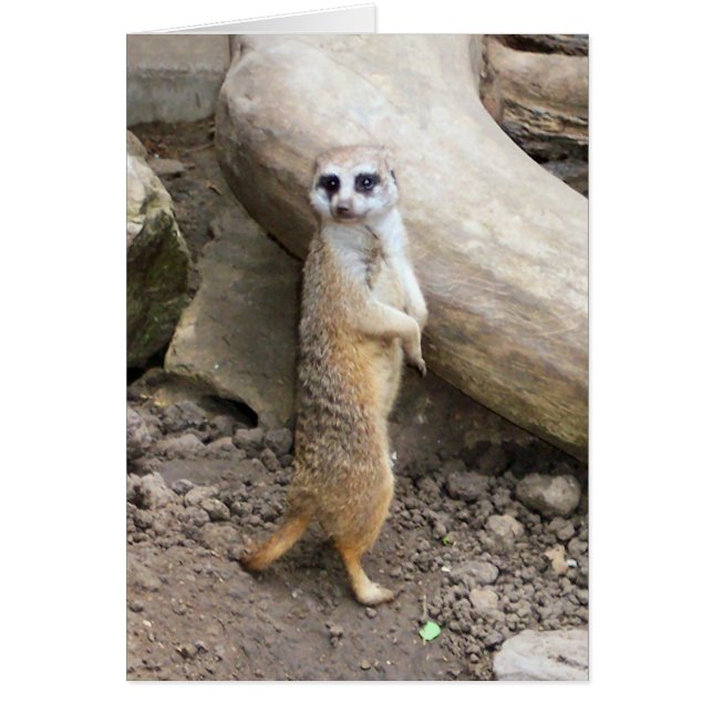 Cartão Meerkat nº 1 (Frente)
