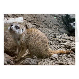 Cartão Meerkat nº 6