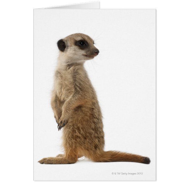 Cartão Meerkat ou Suricate - Suricata suricata (Frente)