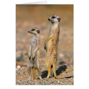 Cartão Meerkat (Suricata Suricatta) Sentinelas, Karas