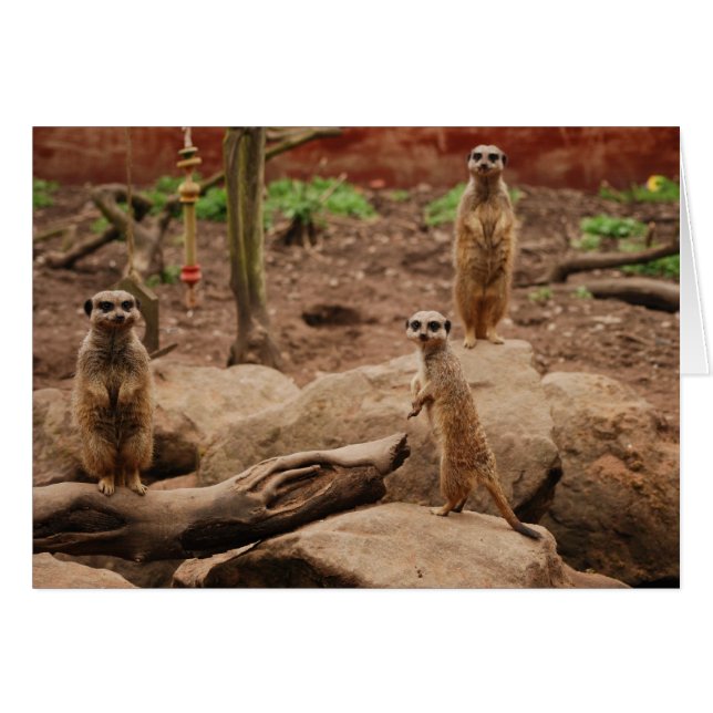 Cartão meerkats (Frente Horizontal)