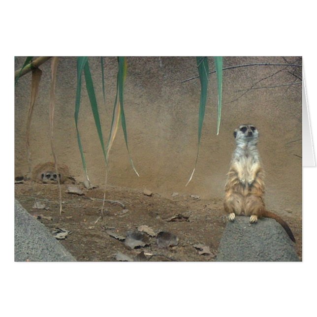 Cartão Meerkats (Frente Horizontal)