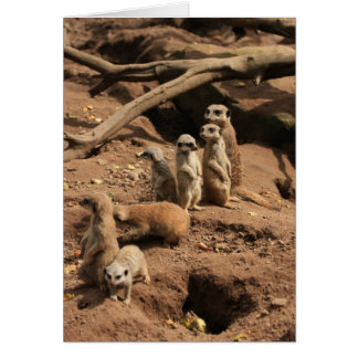 Cartão meerkats