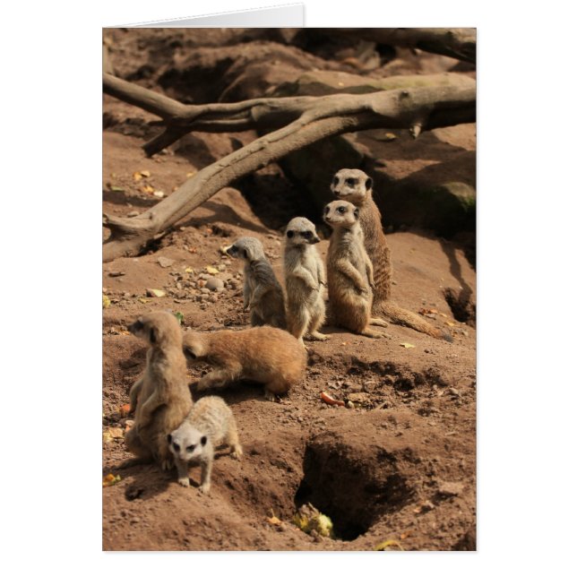 Cartão meerkats (Frente)