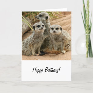 Cartão Meerkats na vigia