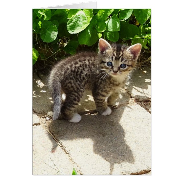 Cartão Meias (Frente)