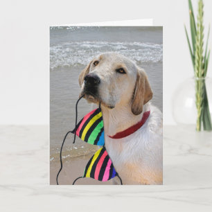 Cartão Meio aniversário Labrador recuperador com biquín