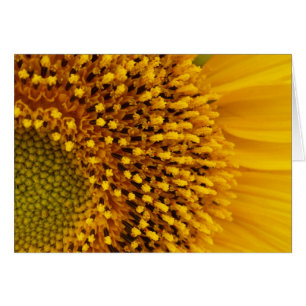 Cartão meio círculo