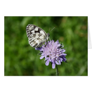 Cartão Melanargia galathea