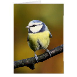 Cartão Melharuco azul que senta-se em um ramo