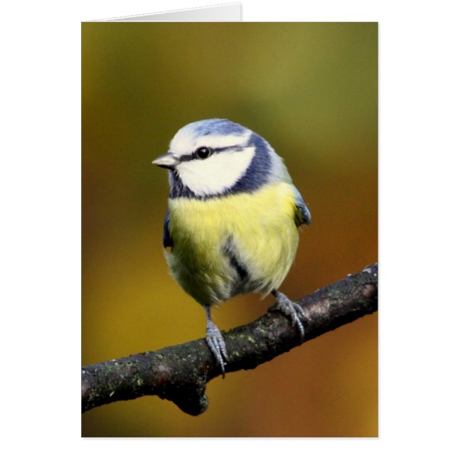 Cartão Melharuco azul que senta-se em um ramo (Frente)