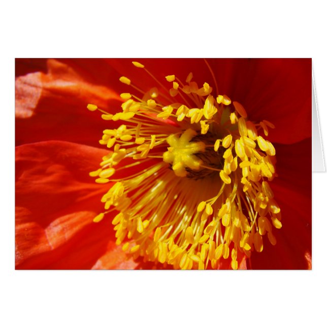 Cartão Melhor vestido (Frente Horizontal)