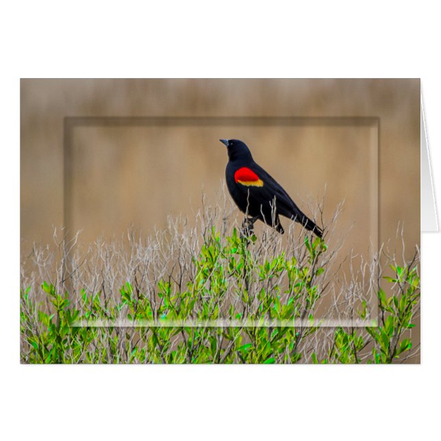 Cartão melro Vermelho-voado - COLEÇÃO dos PANTANAIS - (Frente Horizontal)