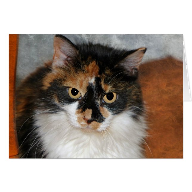 Cartão MeMeow (Frente Horizontal)