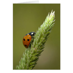 Cartão Mensageiro do joaninha