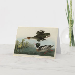 Cartão Merganser de mamas vermelhas, o Pássaro da América
