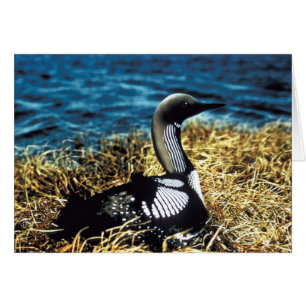 Cartão Mergulhão-do-norte pacífico