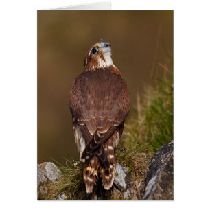 Cartão Merlin Falcon