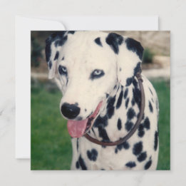 Cartão Meu Amigo Pet Envie Sua Própria Foto Personalizada