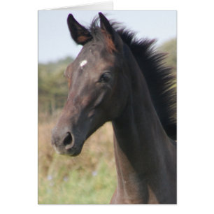 Cartão Meu novo pônei