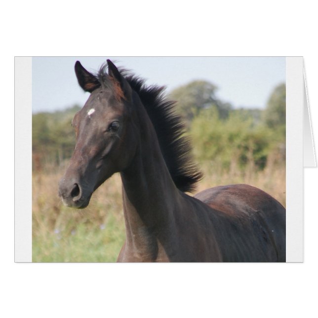 Cartão Meu novo pônei (Frente Horizontal)