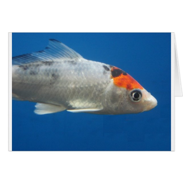 Cartão Meu Peixe de Peixe Koi (Frente Horizontal)