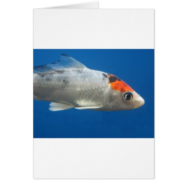 Cartão Meu Peixe de Peixe Koi (Frente)