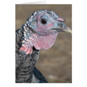 Cartão Meu Pet Turquia