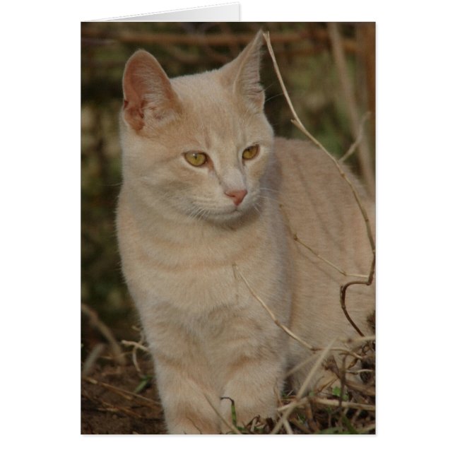 Cartão Meu Rascal (Frente)