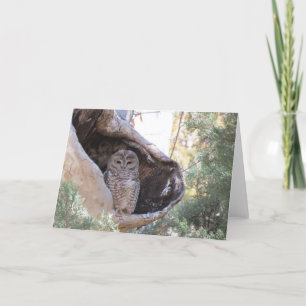 Cartão Mexican Spotted Owl Card