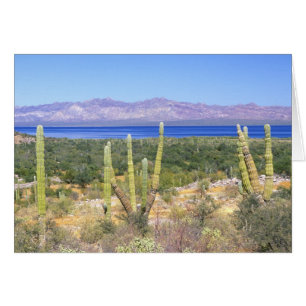 Cartão México, Baja California Sur, Cardon Cactus em
