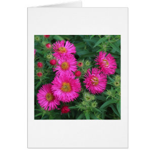 Cartão Michaelmas Daisies