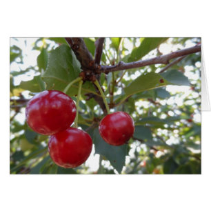 Cartão Michigan Cherries
