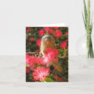 Cartão Mico in the "wild" Notecards