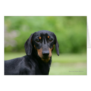 Cartão Mídia Preta e Tan Dachshund 1