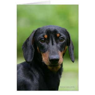 Cartão Mídia Preta e Tan Dachshund 1