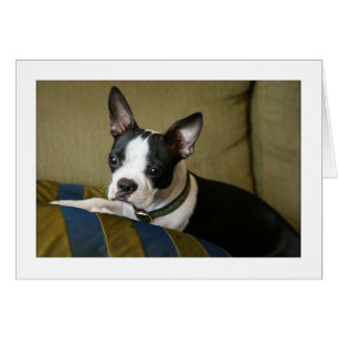 Cartão Miley o filhote de cachorro de Boston Terrier