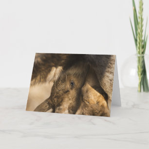Cartão Milking Moose Calves Greeting Card