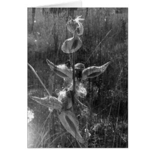 Cartão Milkweed Black and White Grunge