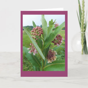 Cartão Milkweed Flowers in Rain Blank Notecard